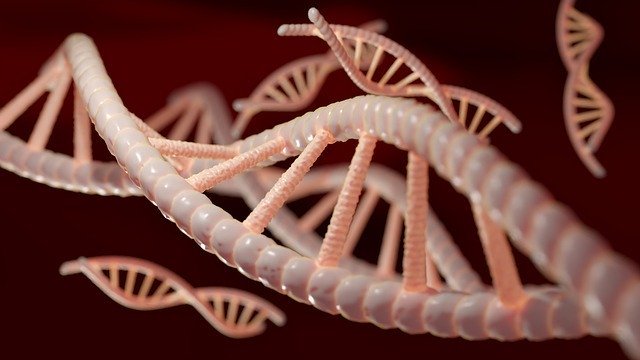 Cadena de DNA
